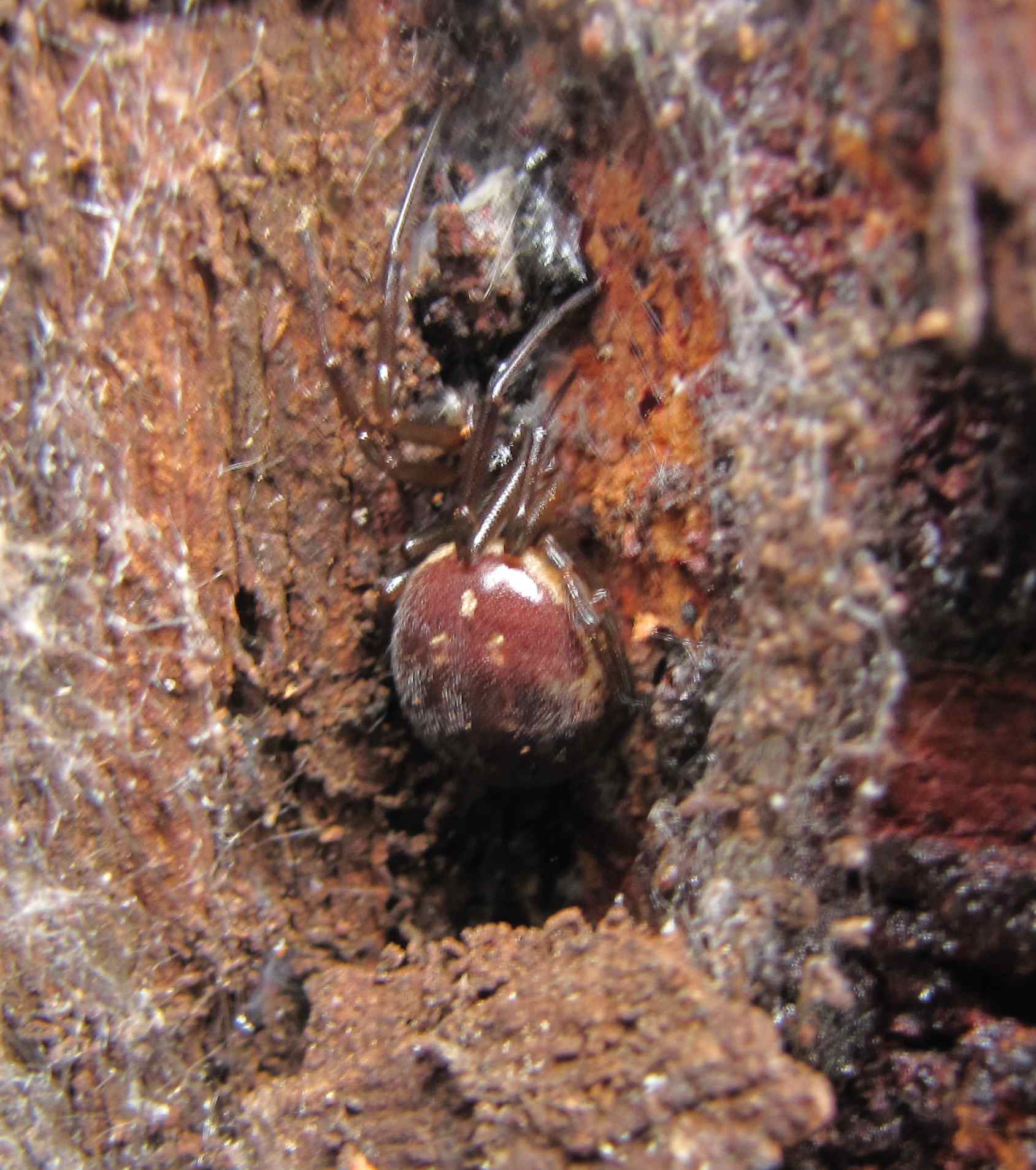 Steatoda nobilis